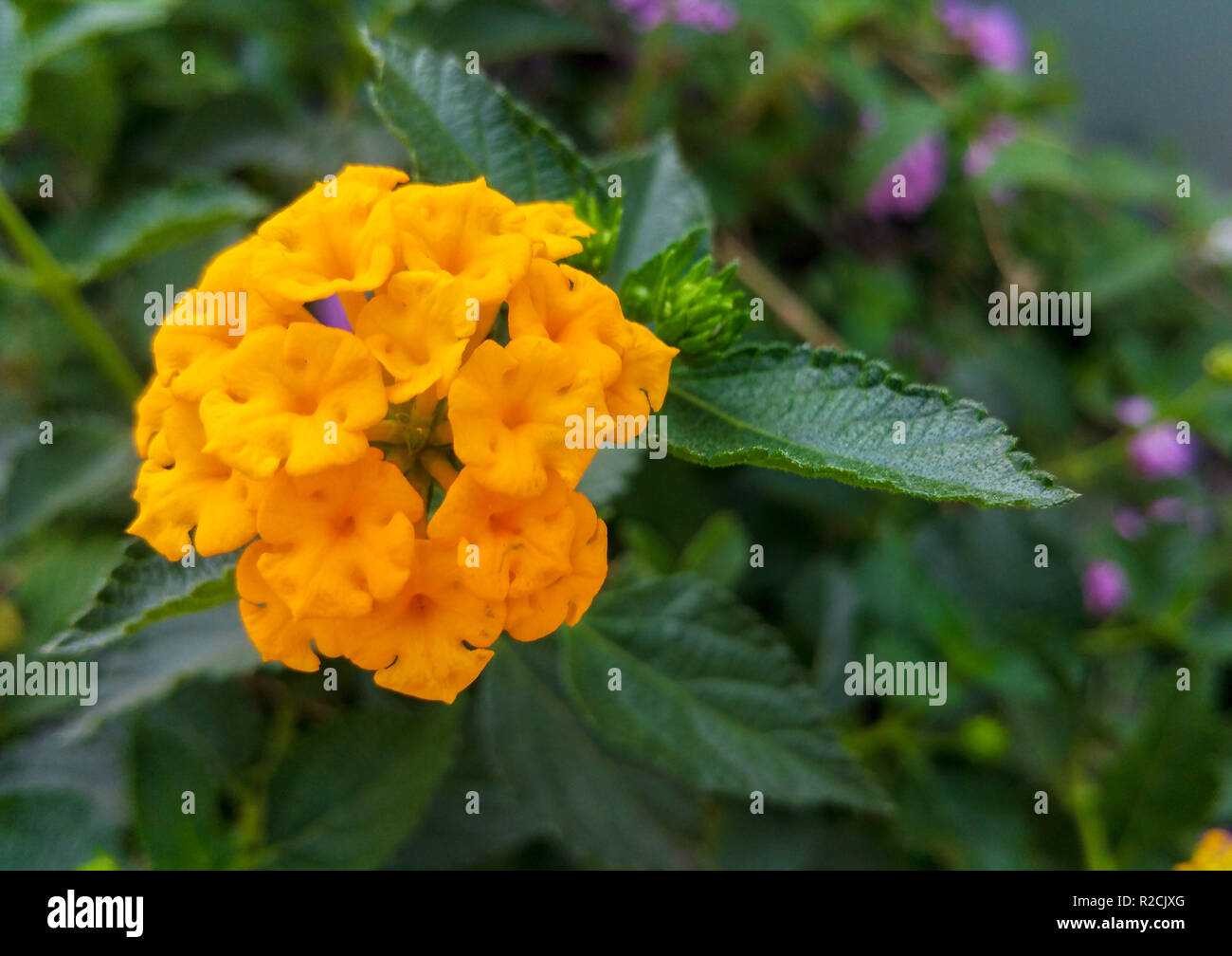 Cresciuto naturalmente fiori nel giardino per i messaggi di saluto Foto Stock