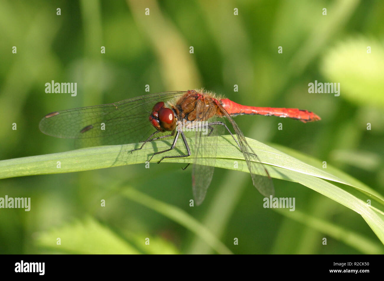 darter Vagrant Foto Stock