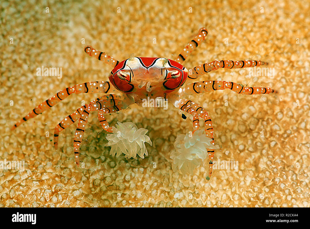 Il granchio Boxer o pom pom granchio (Libia tessellata) con uova, è associato con le anemoni (Triactis sp.), Walindi, Papua Neu Guinea Foto Stock