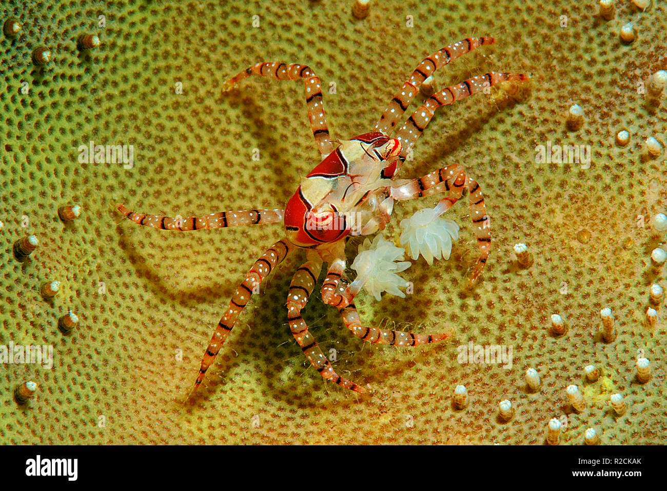 Il granchio Boxer o pom pom granchio (Libia tessellata) con uova, è associato con le anemoni (Triactis sp.), Walindi, Papua Neu Guinea Foto Stock