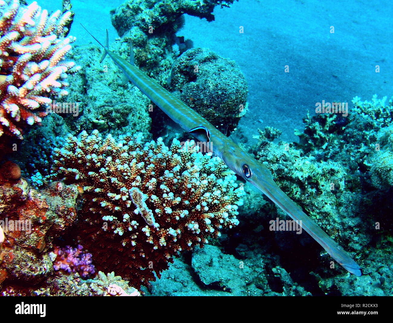 Cornetfish con wrasse Foto Stock