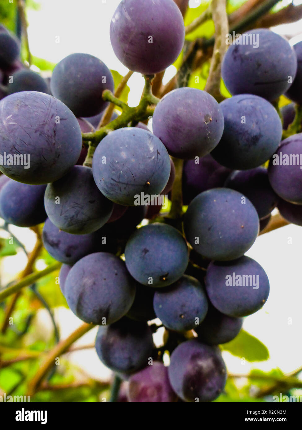 Uve blu close-up appeso in vigna a caduta Foto Stock