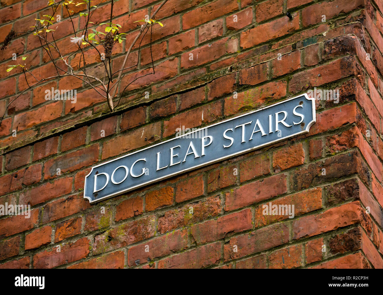 Strada segno, cane salto scale su incolto trascurato il vecchio muro di mattoni, Newcastle Upon Tyne, England, Regno Unito Foto Stock