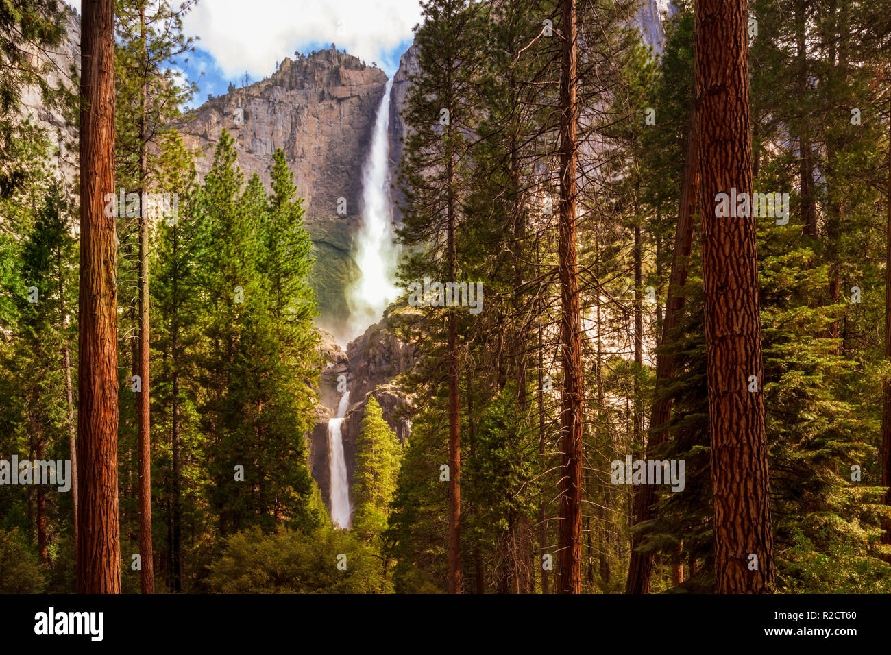 Yosemite Falls incorniciato da sequoie Foto Stock