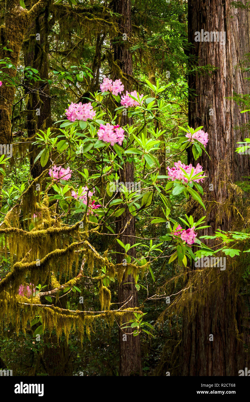 Rododendri in primavera nel Parco Nazionale di Redwood Foto Stock