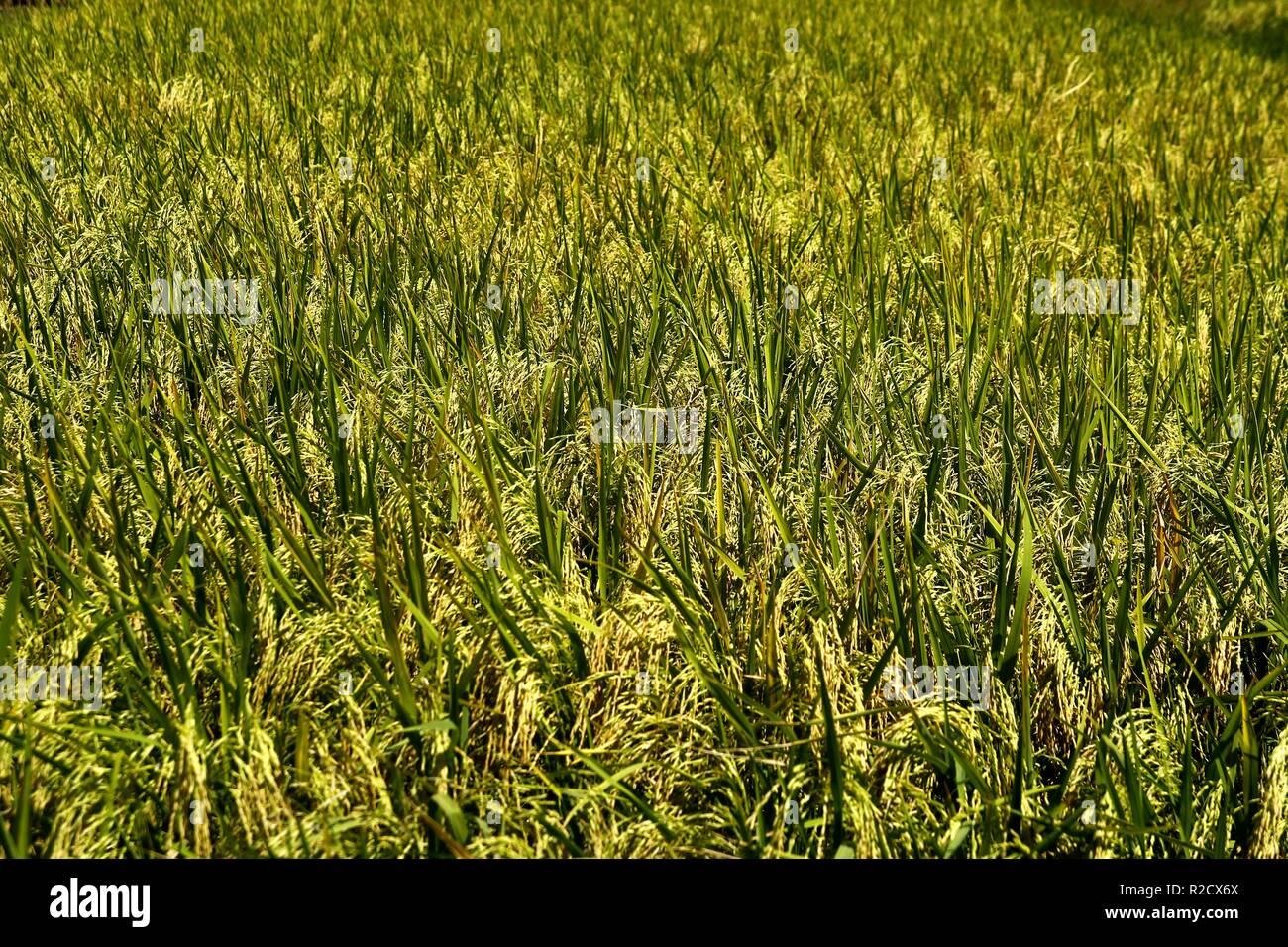 Foto di grani di riso su una pianta di riso in un campo di riso o agriturismo Foto Stock