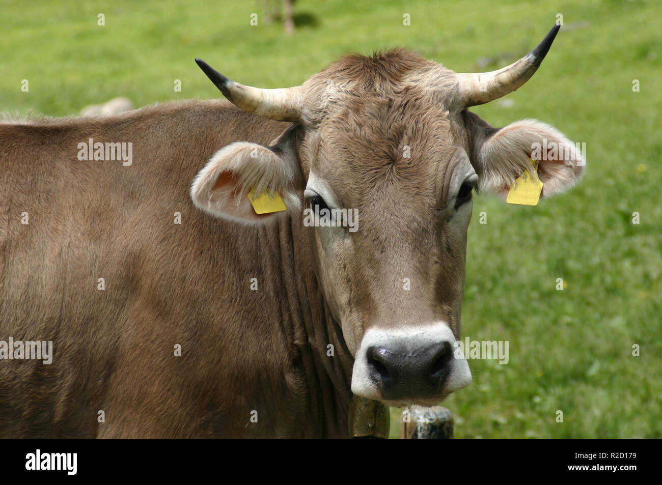 Cosa stai guardando? Foto Stock