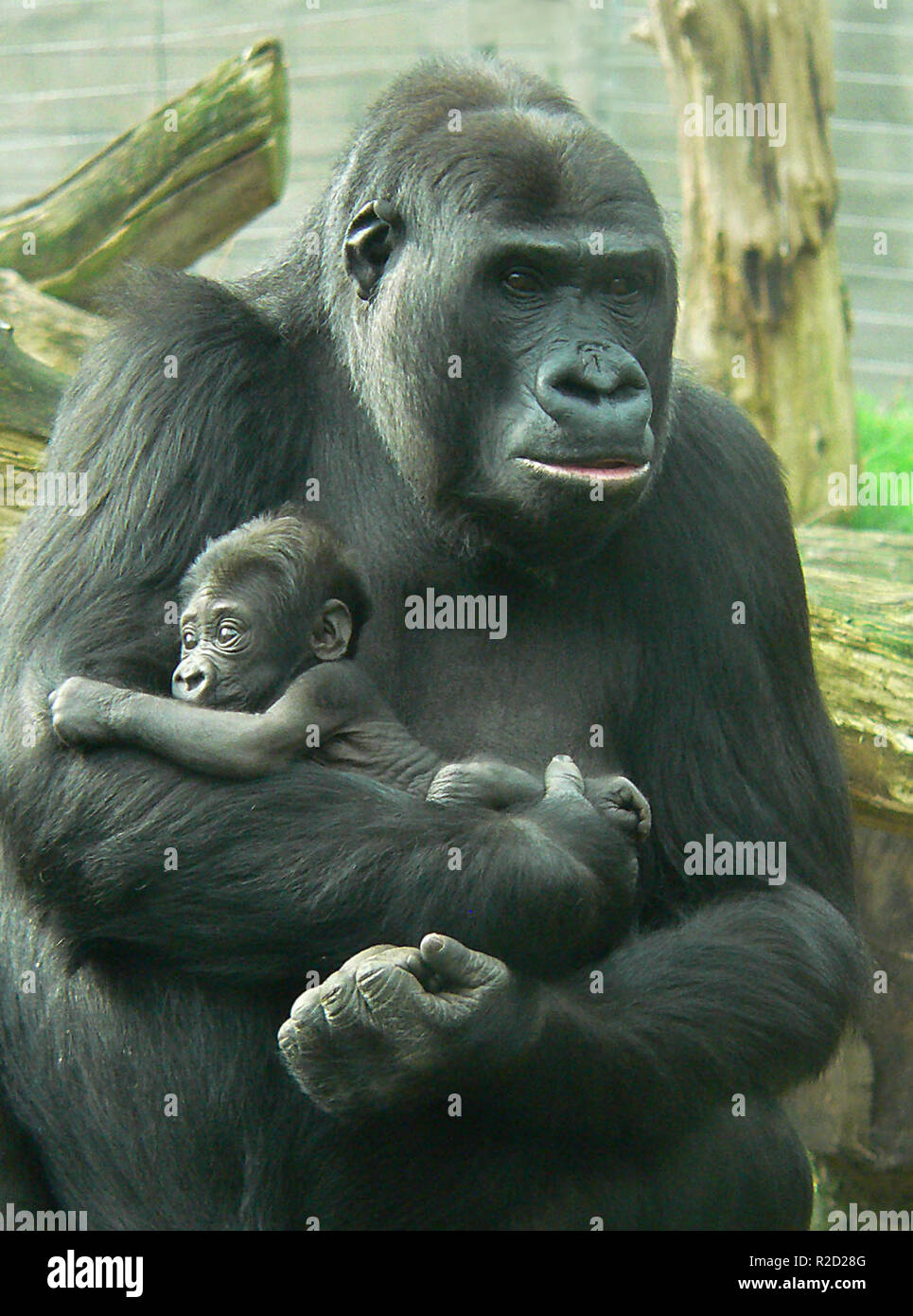 Baby gorilla con MOM Foto Stock