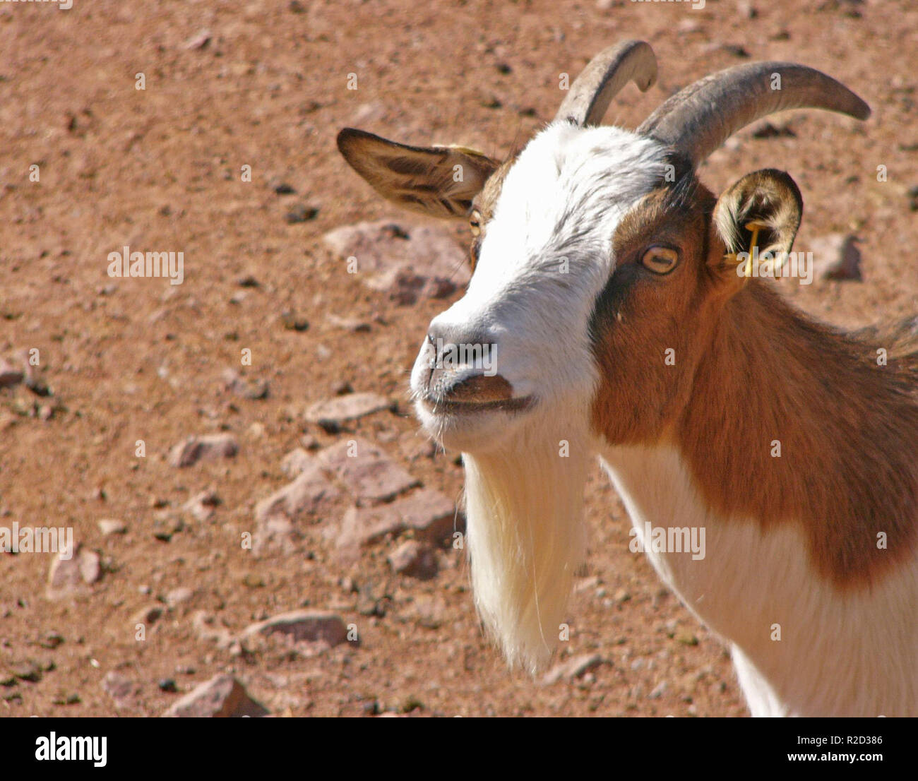 BarttrÃ¤ger Foto Stock