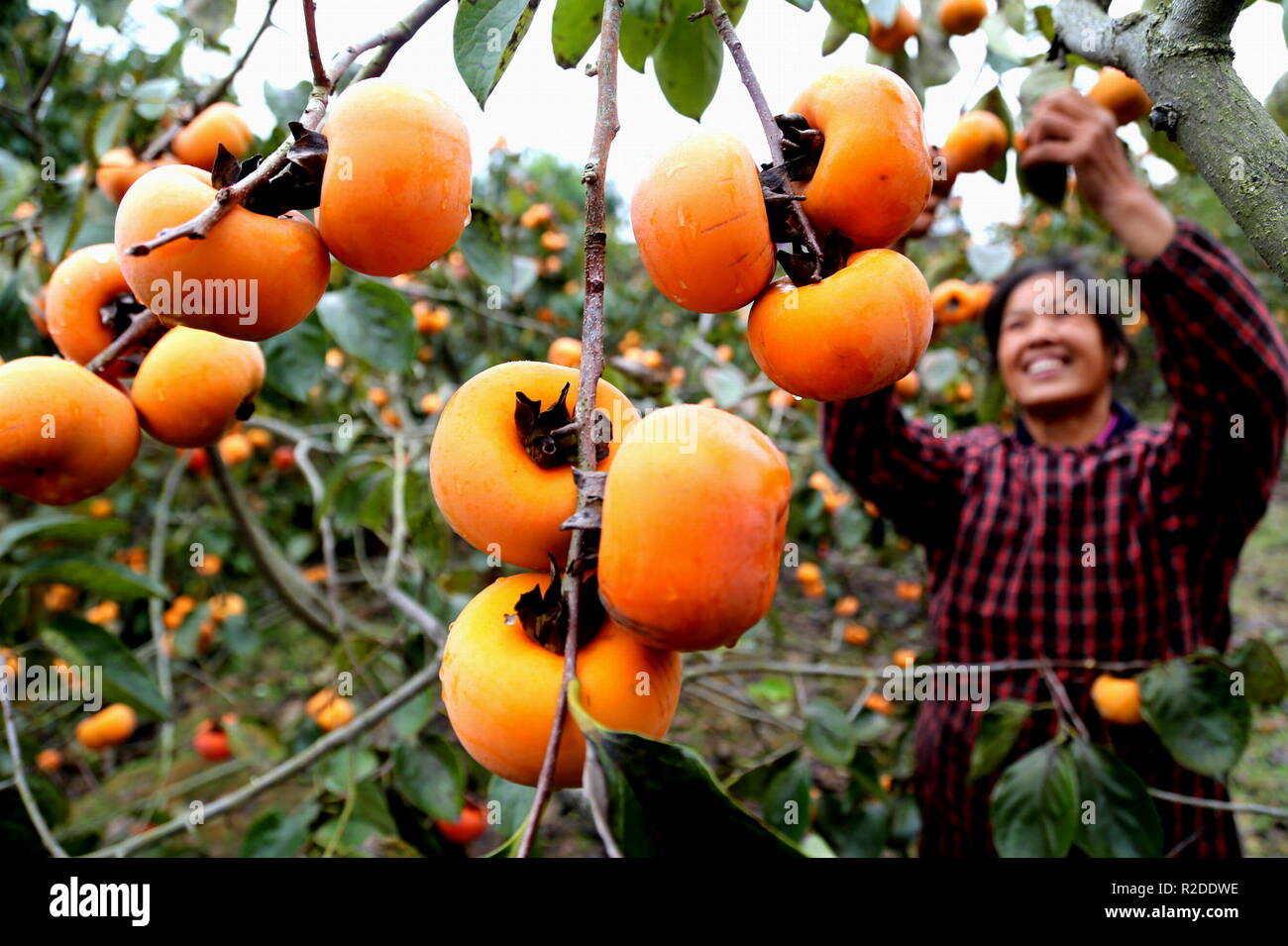 (181119) -- GUILIN, nov. 19, 2018 (Xinhua) -- abitante Peng Meiying raccoglie frutti persimmon Zhujiatun al villaggio di Pingle County, a sud della Cina di Guangxi Zhuang Regione autonoma, nov. 17, 2018. Il raccolto di 40.000 kg di frutti persimmon è previsto per la creazione di reddito di oltre 30.000 yuan (4,321 dollari USA) per Peng la famiglia di quest'anno. (Xinhua/Wang Zichuang) (Ry) Foto Stock