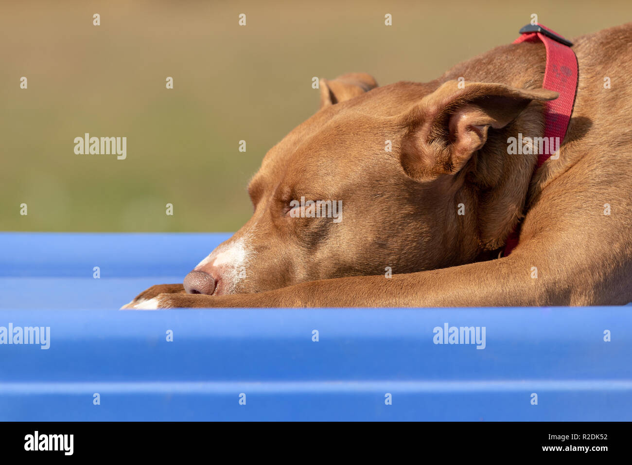 Un senior pitbull cane si insaporisca di Sun Foto Stock