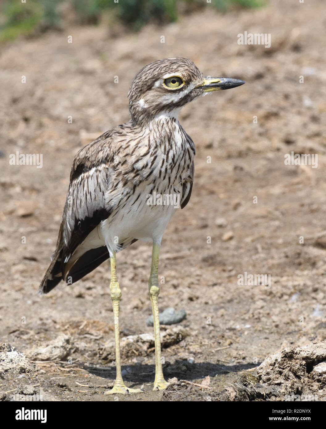 Una spessa di acqua-ginocchia (Burhinus vermiculatus) o acqua dikkop sulle rive del canale Kazinga tra il lago George e Lago Edward. Regina Elizab Foto Stock