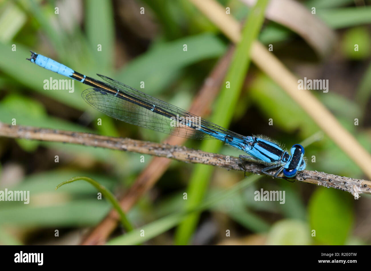 Azure Bluet, Enallagma aspersum, maschio Foto Stock