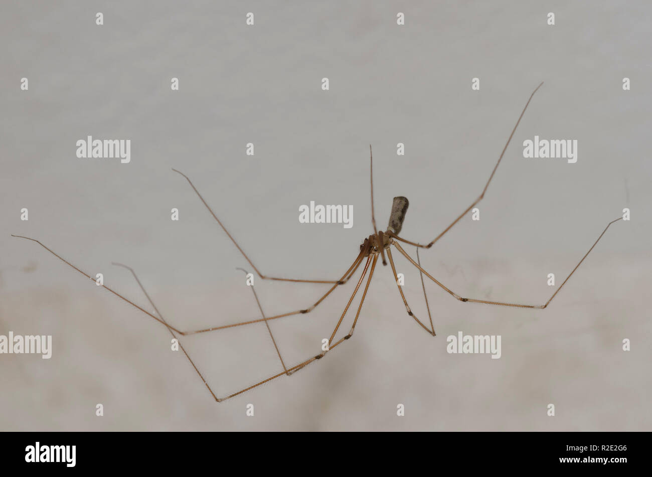 Cantina Spider, Pholcus sp., maschio all'interno di home Foto Stock