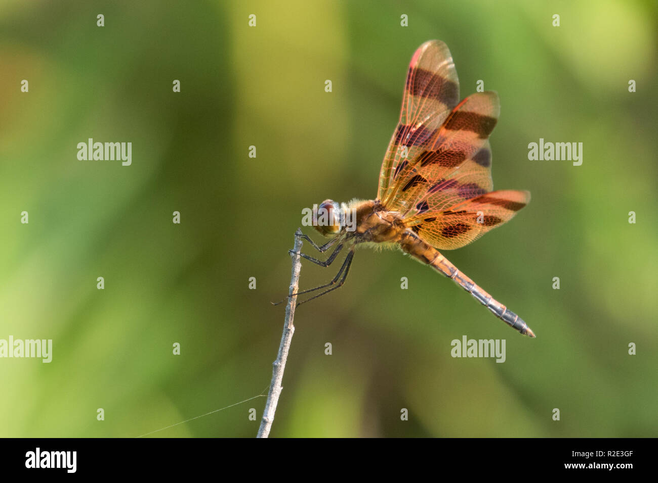 Halloween Pennant Foto Stock
