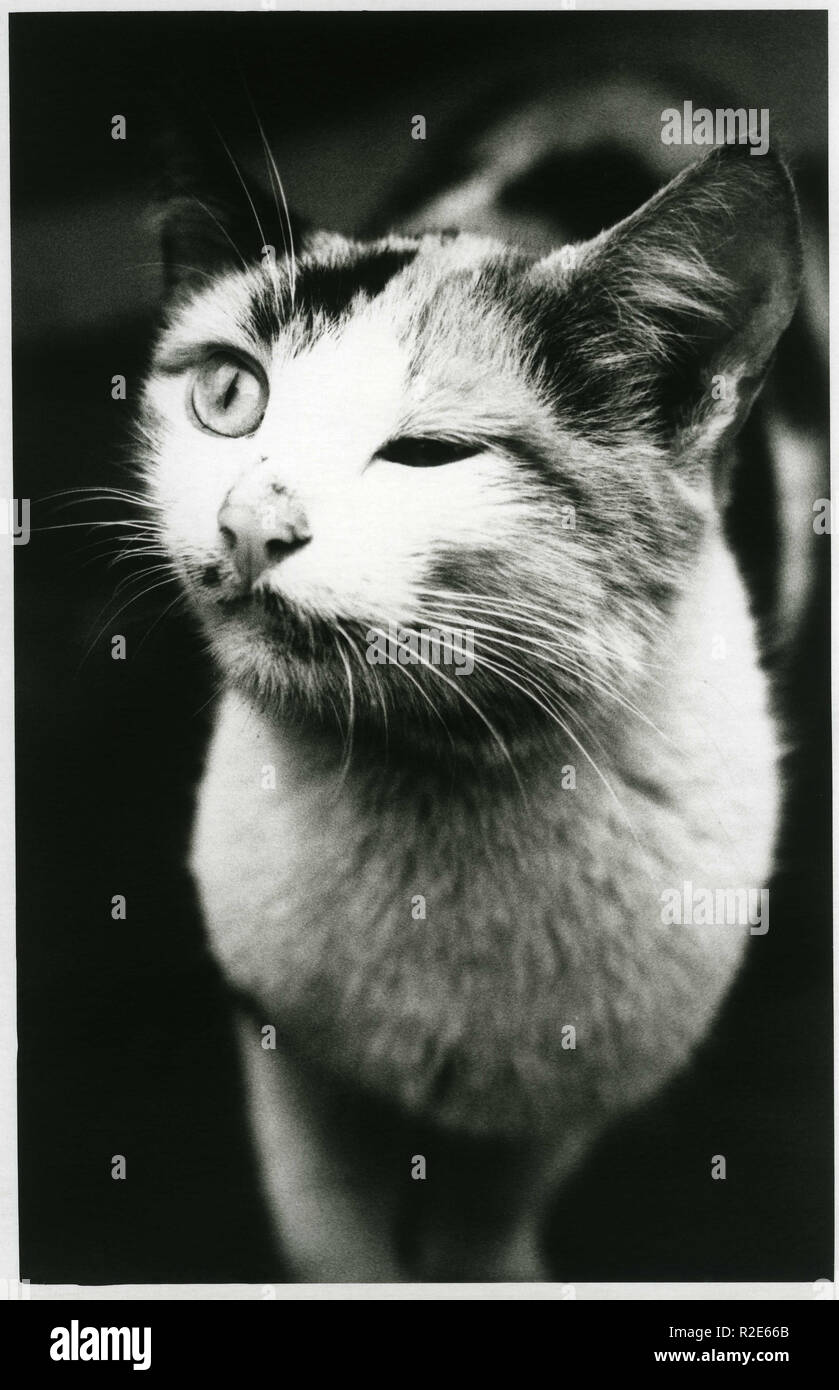 Il gatto winks con un occhio. Attenzione! Immagine contiene grinta e altri fotografia analogica artefatti! Foto Stock