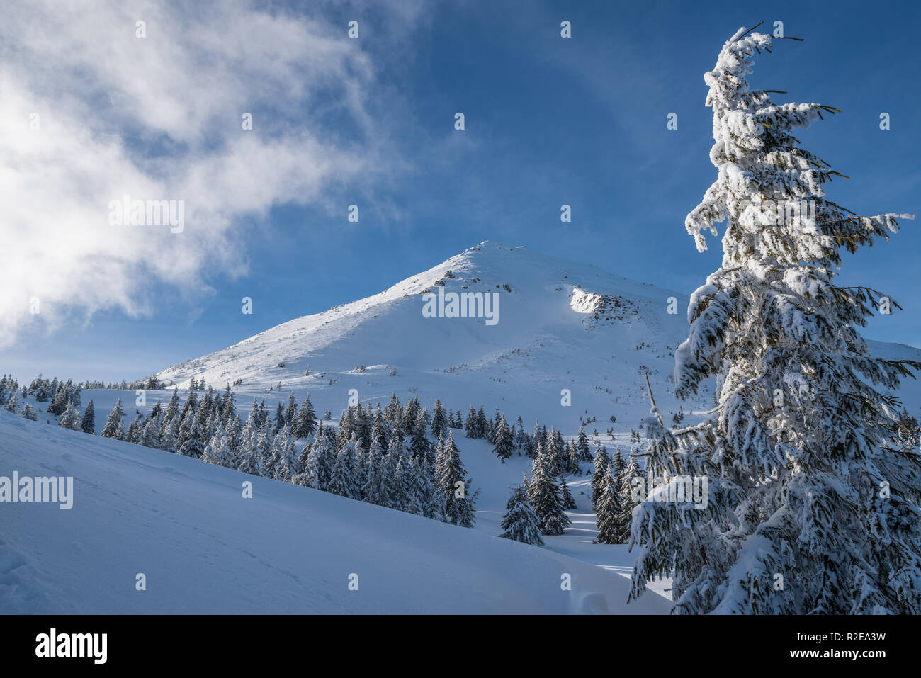 Incantevole paesaggio invernale delle montagne dei Carpazi. Petros picco coperto di neve. Foto Stock