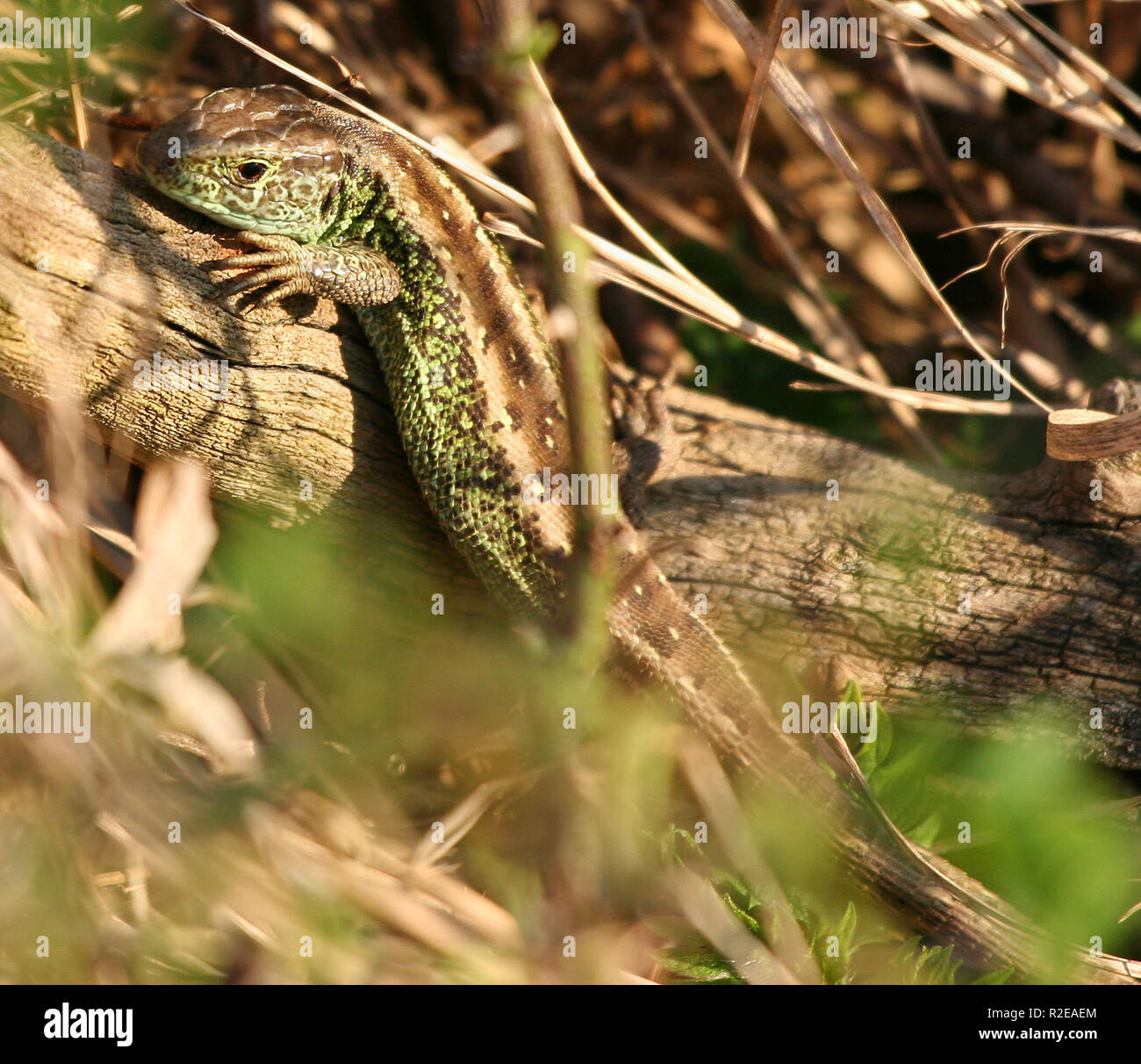 Lizard ii Foto Stock