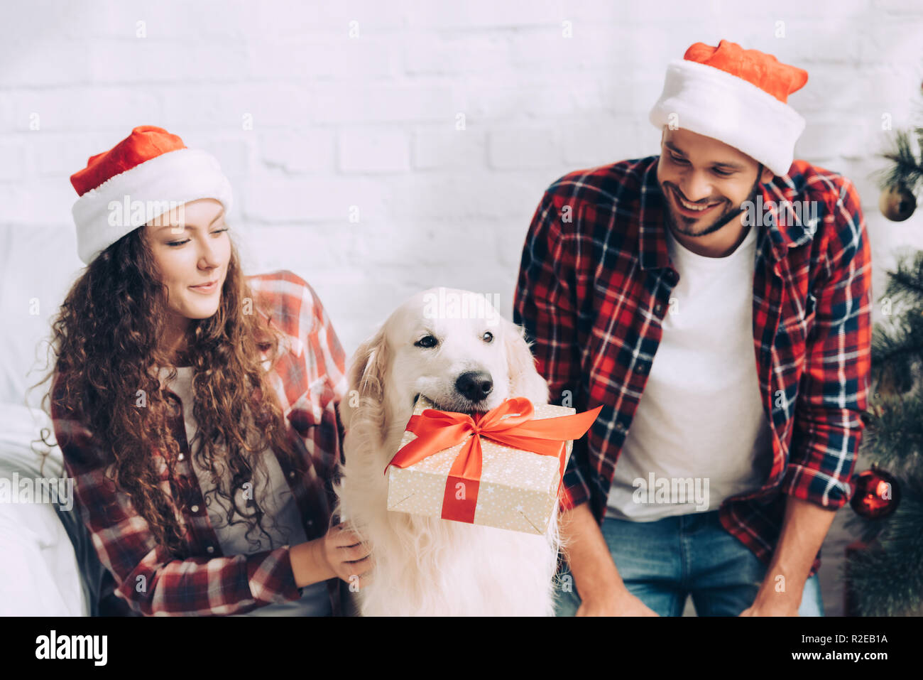 Adorabili golden retriever con confezione regalo in bocca e matura in cappelli di Babbo Natale sul chritmas a casa Foto Stock