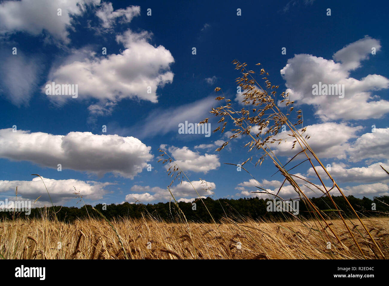 Una questione di orecchio Foto Stock