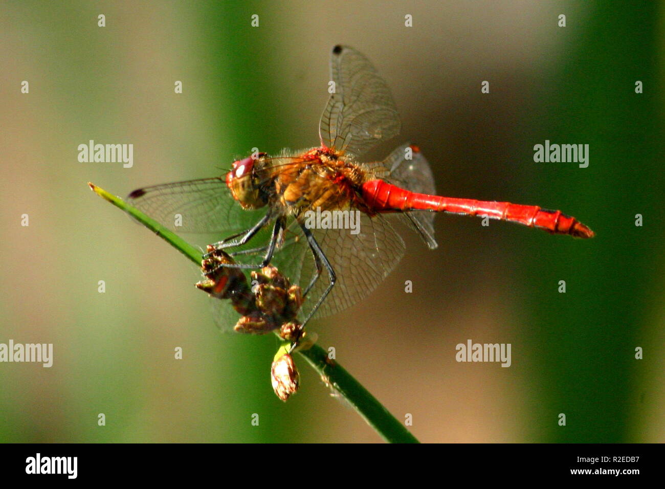 Vagrant darter (7) (2) Foto Stock