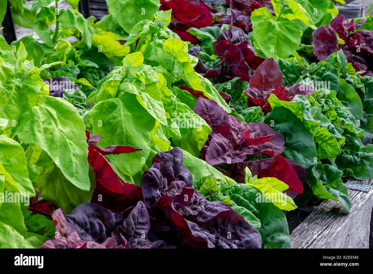Il verde e il rosso, orach atripex hortensis, una varietà di saltbush relative agli spinaci forniscono un colore contrastante splash nell'orto. Foto Stock