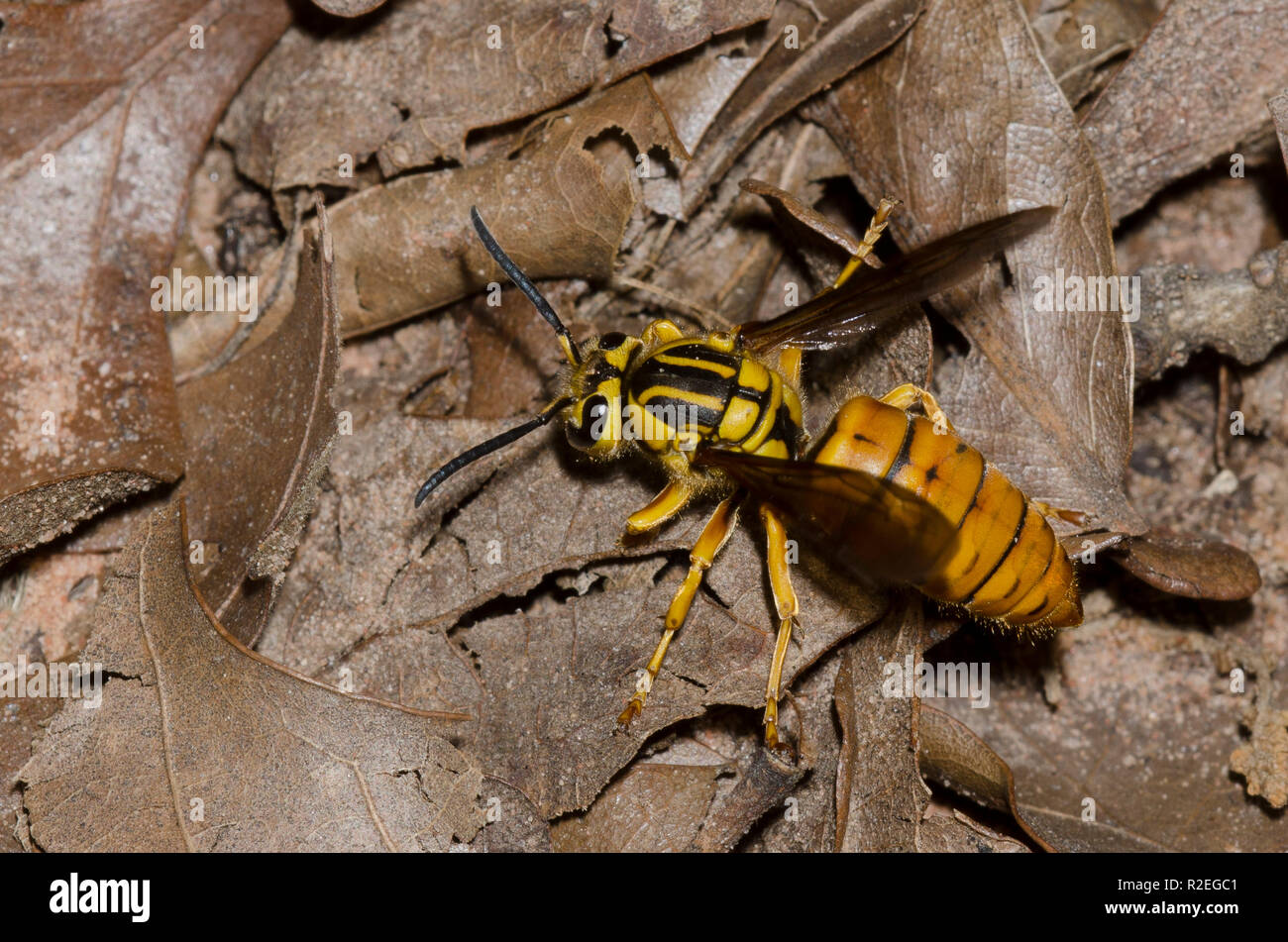 Yellowjacket meridionale, Vespula squamosa, femmina Foto Stock