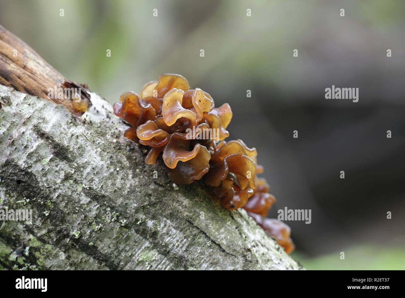 Cervello frondoso, chiamato anche jelly foglia marrone e della strega, burro Tremella foliacea Foto Stock