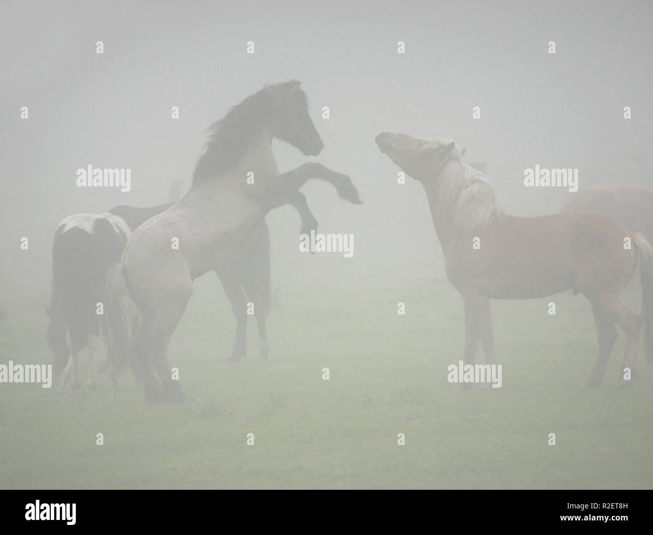 I rivali nella nebbia di mattina Foto Stock