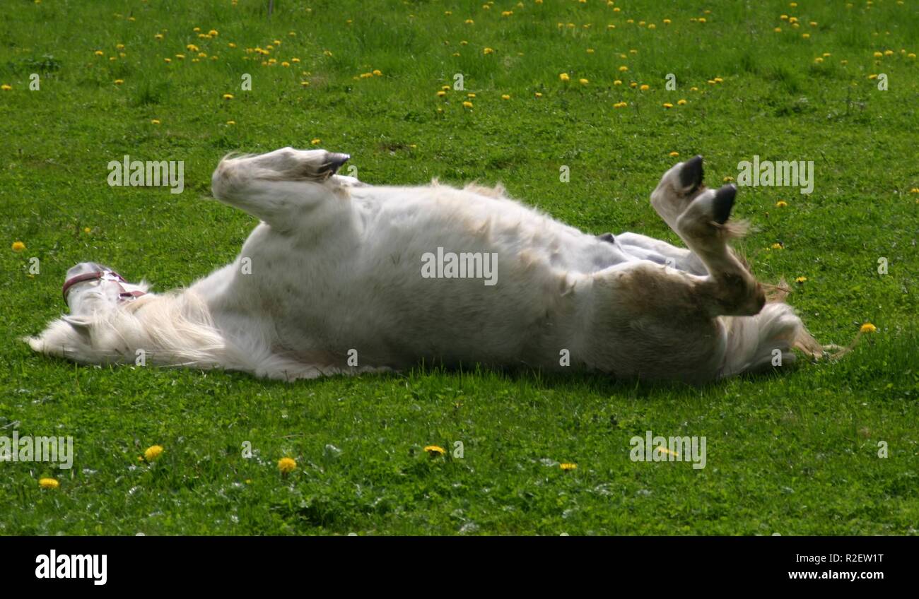 Come stabilire di Foto Stock