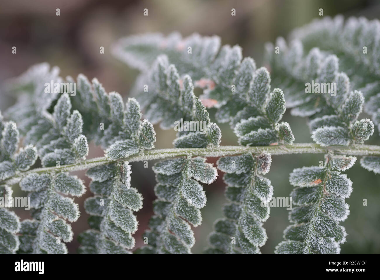 Foglie di felce ricoperta di brina trasformata per forte gradiente macro Foto Stock