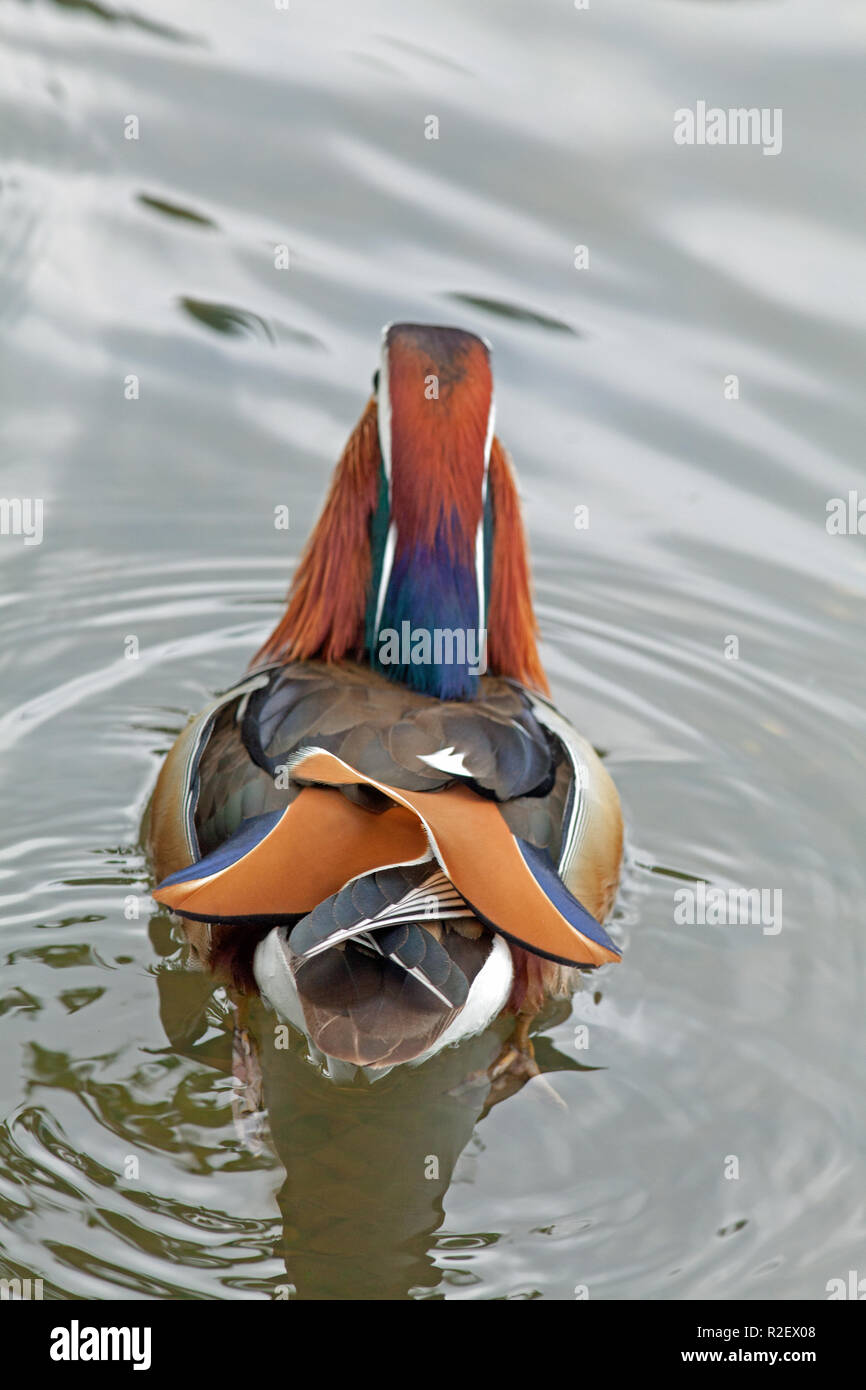 Anatra Mandarina Aix galericulata. Drake o maschio, nuotare lontano, vista posteriore che mostra terziarie o vela piume piegata verso il basso. Primary piume volo analogamente ripiegati e sovrapposti.​ Foto Stock