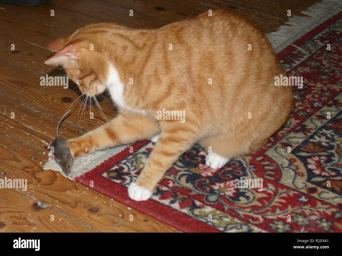 Gioco della preda Foto Stock