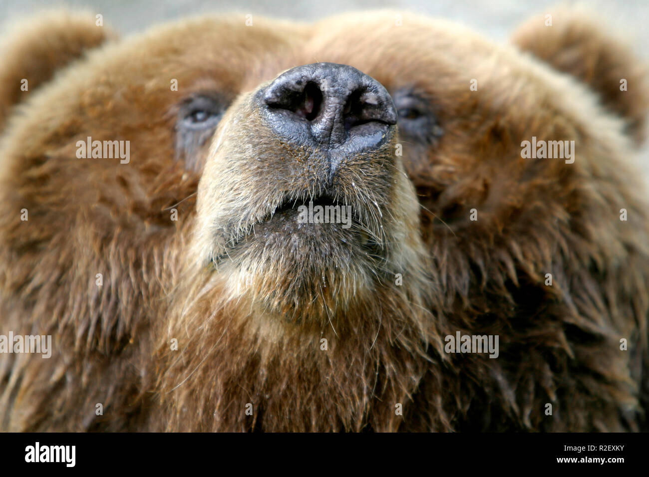 Poggia naso coati Foto Stock