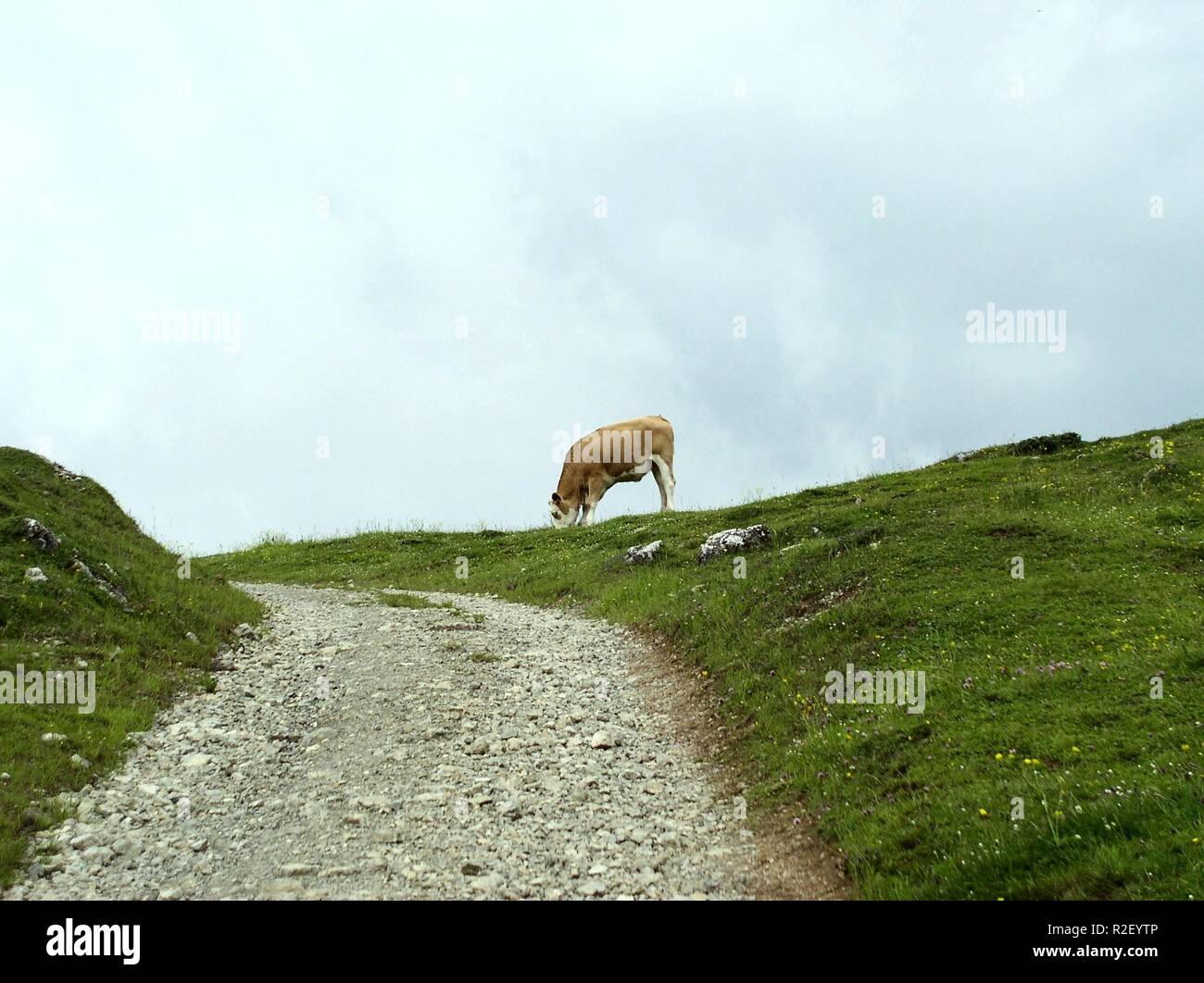 alpenkuh Foto Stock