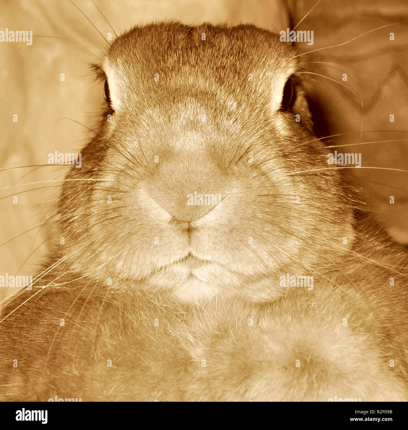 Nessuna immagine,si prega di ... Foto Stock