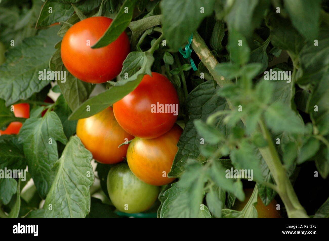 Rosso-verde-giallo Foto Stock