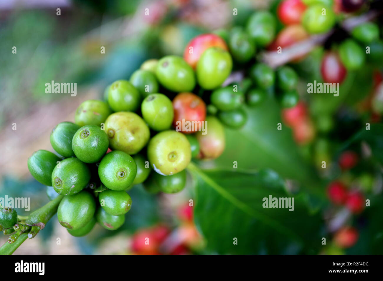 Chiuso fino mazzetto di verde vibrante giovani ciliegie di caffè sul ramo Foto Stock