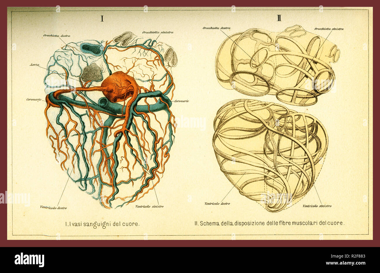 Vintage tabella colori di anatomia, il cuore umano fibre muscolari e la circolazione del sangue con descrizioni anatomiche in italiano Foto Stock