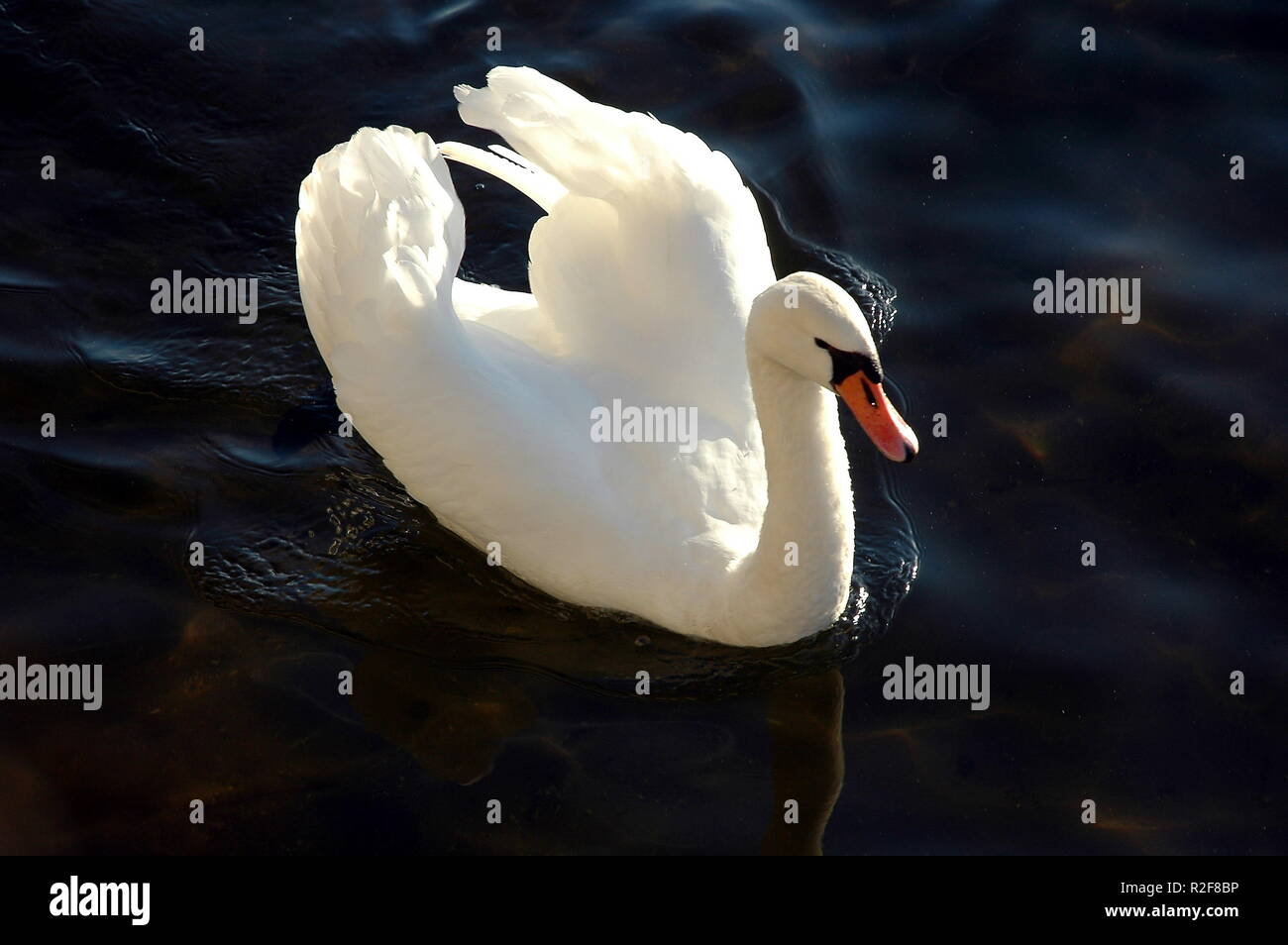 Swan Foto Stock