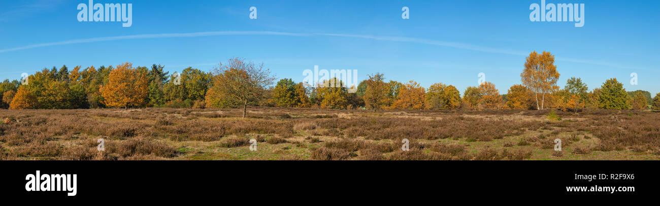 Vista panoramica di Barger Heide riserva naturale a Stade, Bassa Sassonia, Germania, in autunno Foto Stock