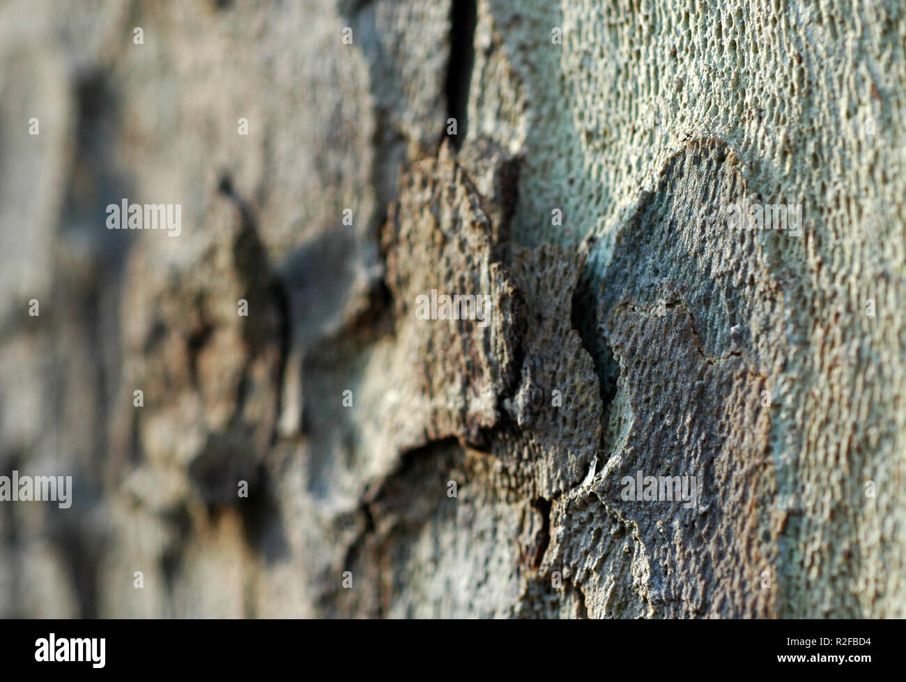 Corteccia di macro Foto Stock