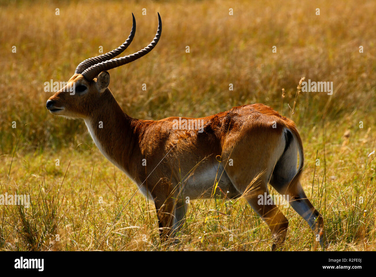 Grande maschio rosso Lechwe Ram Foto Stock