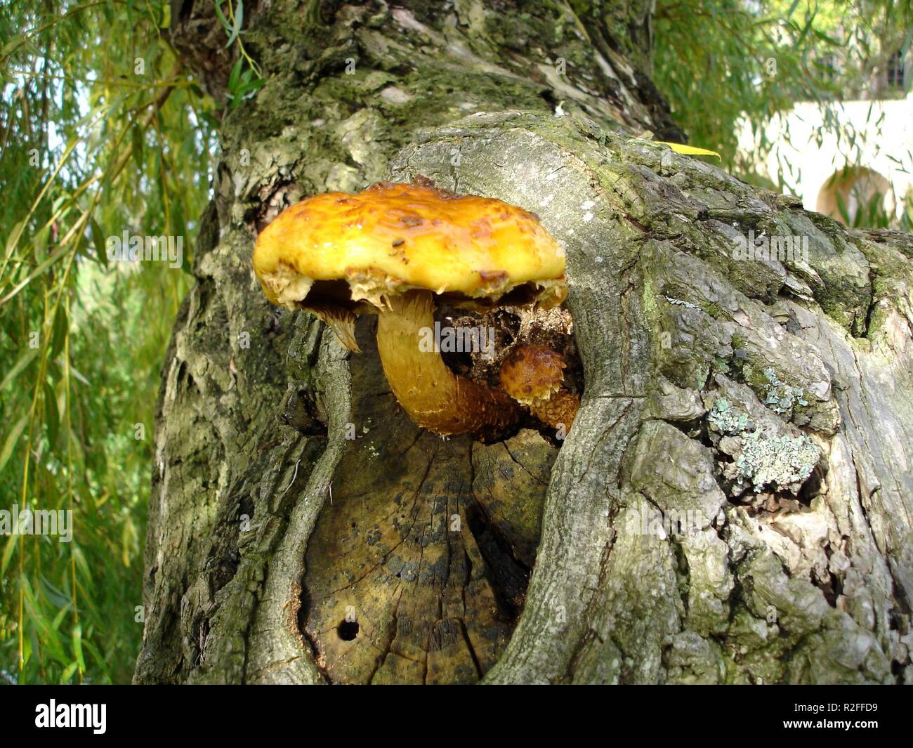 Ben nascosta fungo ad albero Foto Stock