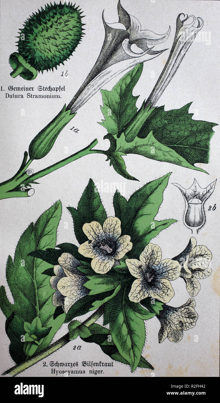 Digital riproduzione migliorata, piante velenose, Datura stramonium, noti con i nomi inglesi jimsonweed o devil's rullante, Hyoscyamus niger, comunemente noto come henbane, black henbane o maleodoranti nightshade, a partire da un originale di stampa dal XIX secolo Foto Stock