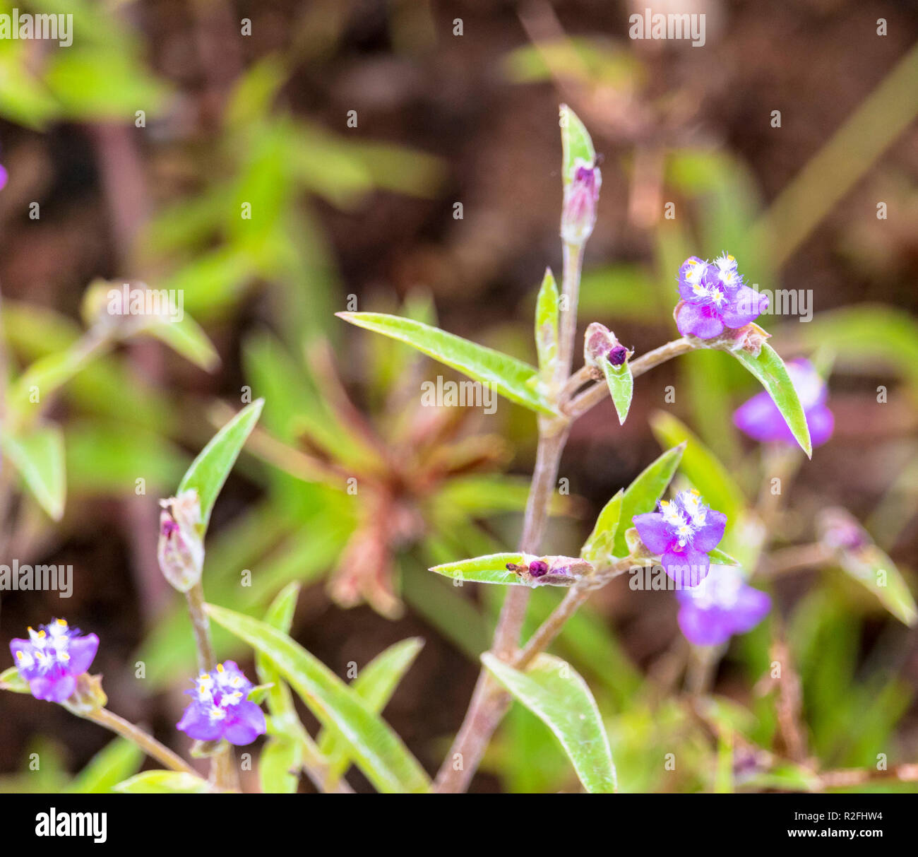 Di piccole dimensioni di colore viola fiore in una pianta Foto Stock
