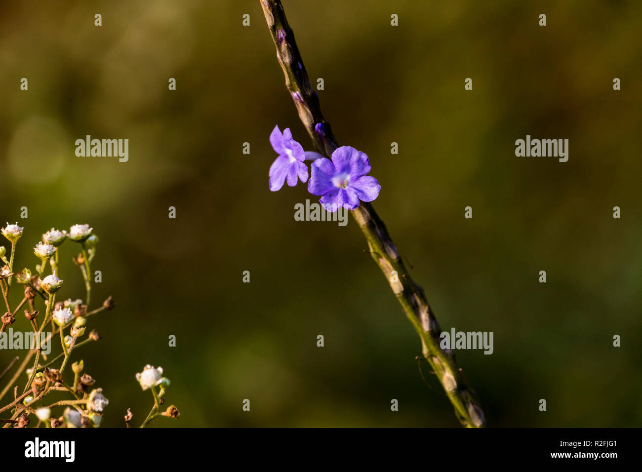 Due piccoli fiori coltivati in giardino Foto Stock