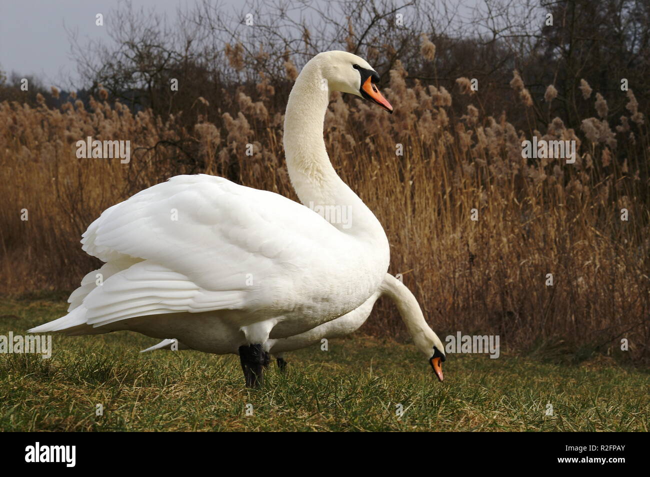 schwanenpaar Foto Stock