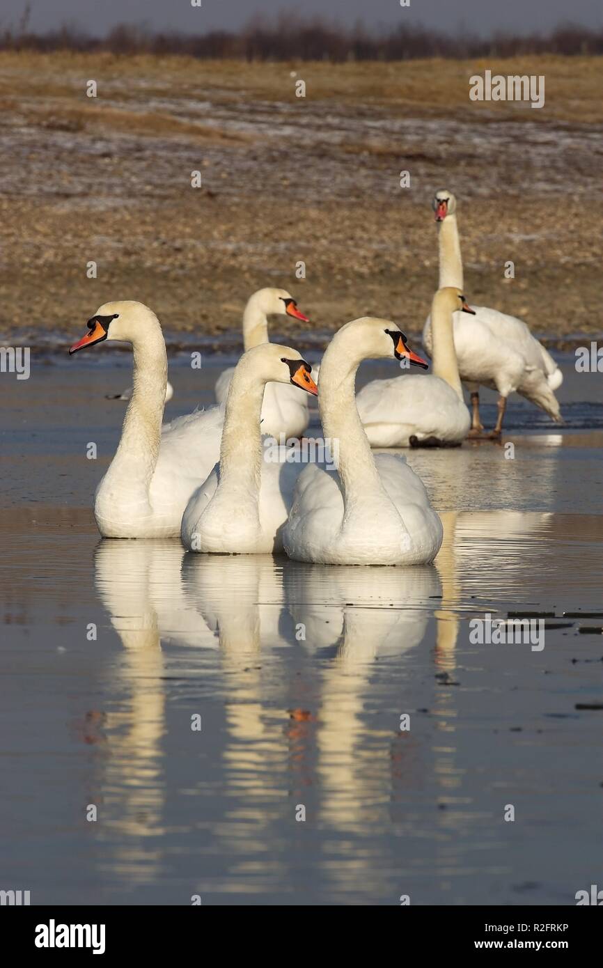 gruppo del cigno Foto Stock