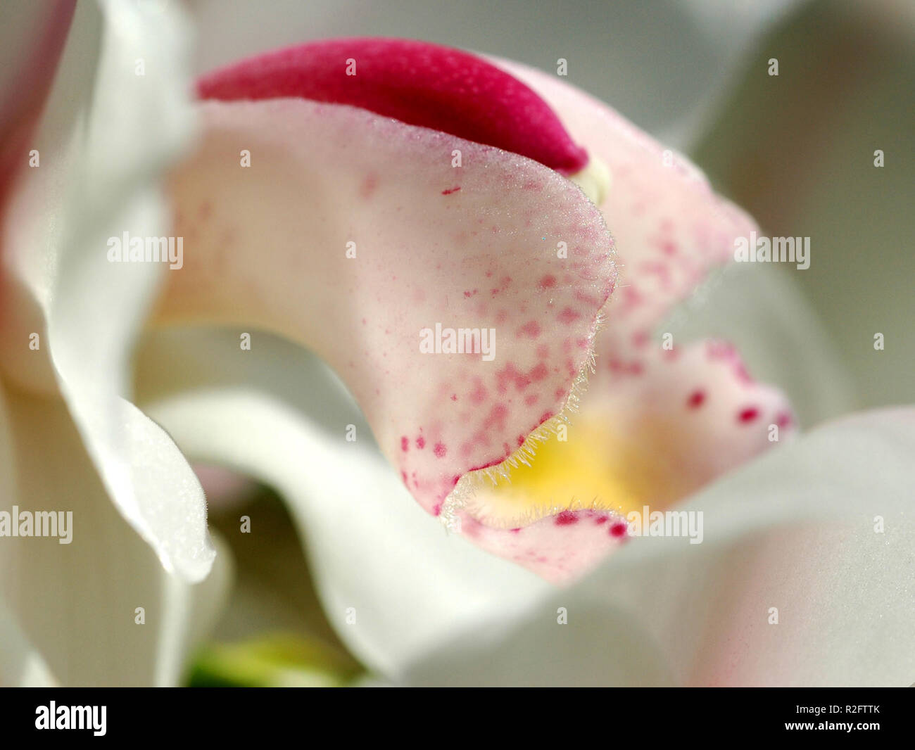 Vista parziale di un'orchidea Foto Stock